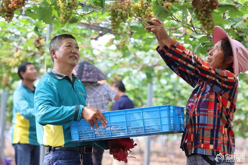 郵政助脫貧惠農(nóng)進(jìn)萬(wàn)家，金湖9.19助銷農(nóng)產(chǎn)品受好評(píng)